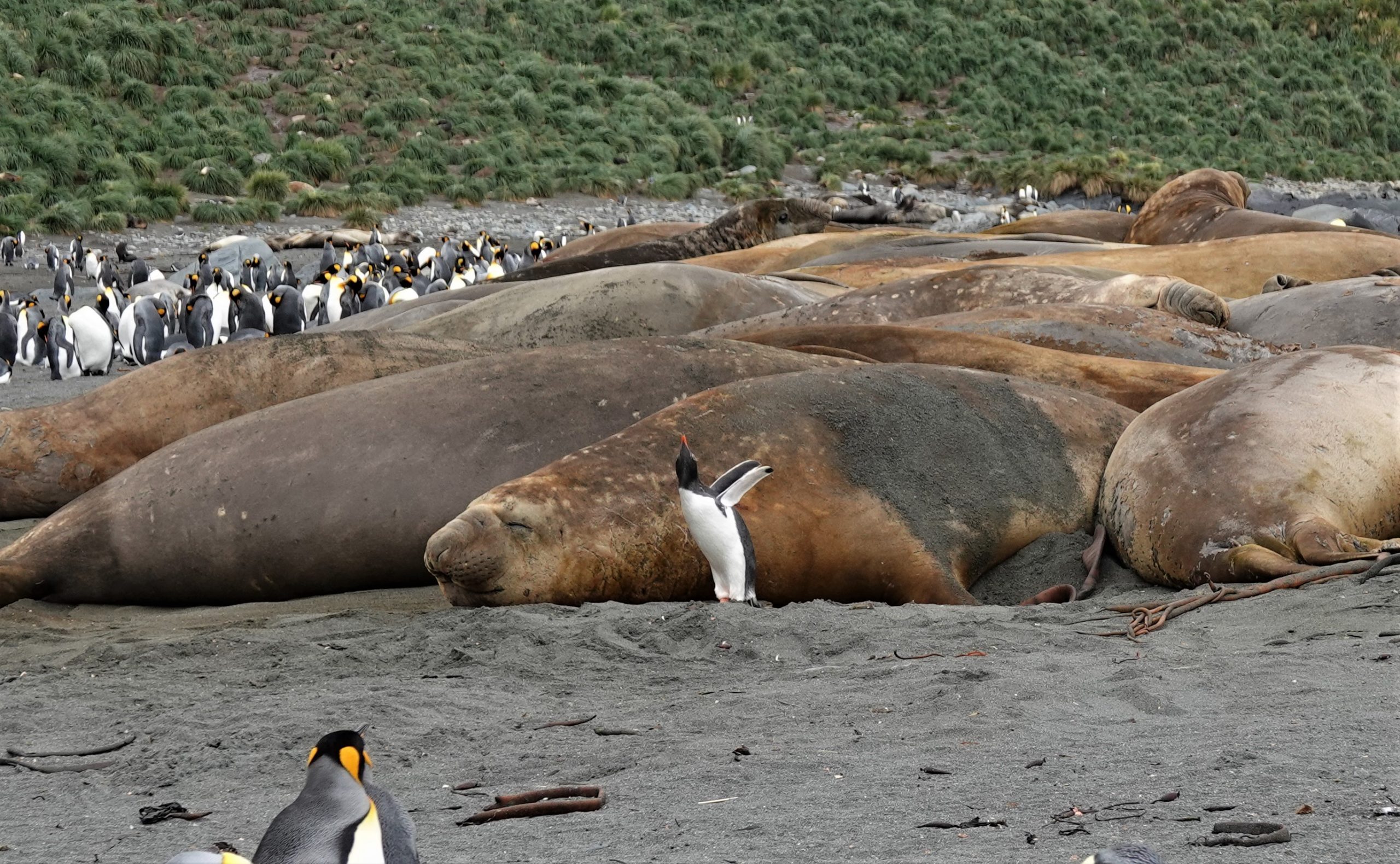 Elephant Seal wallow - for comparison, note the size of the Gentoo